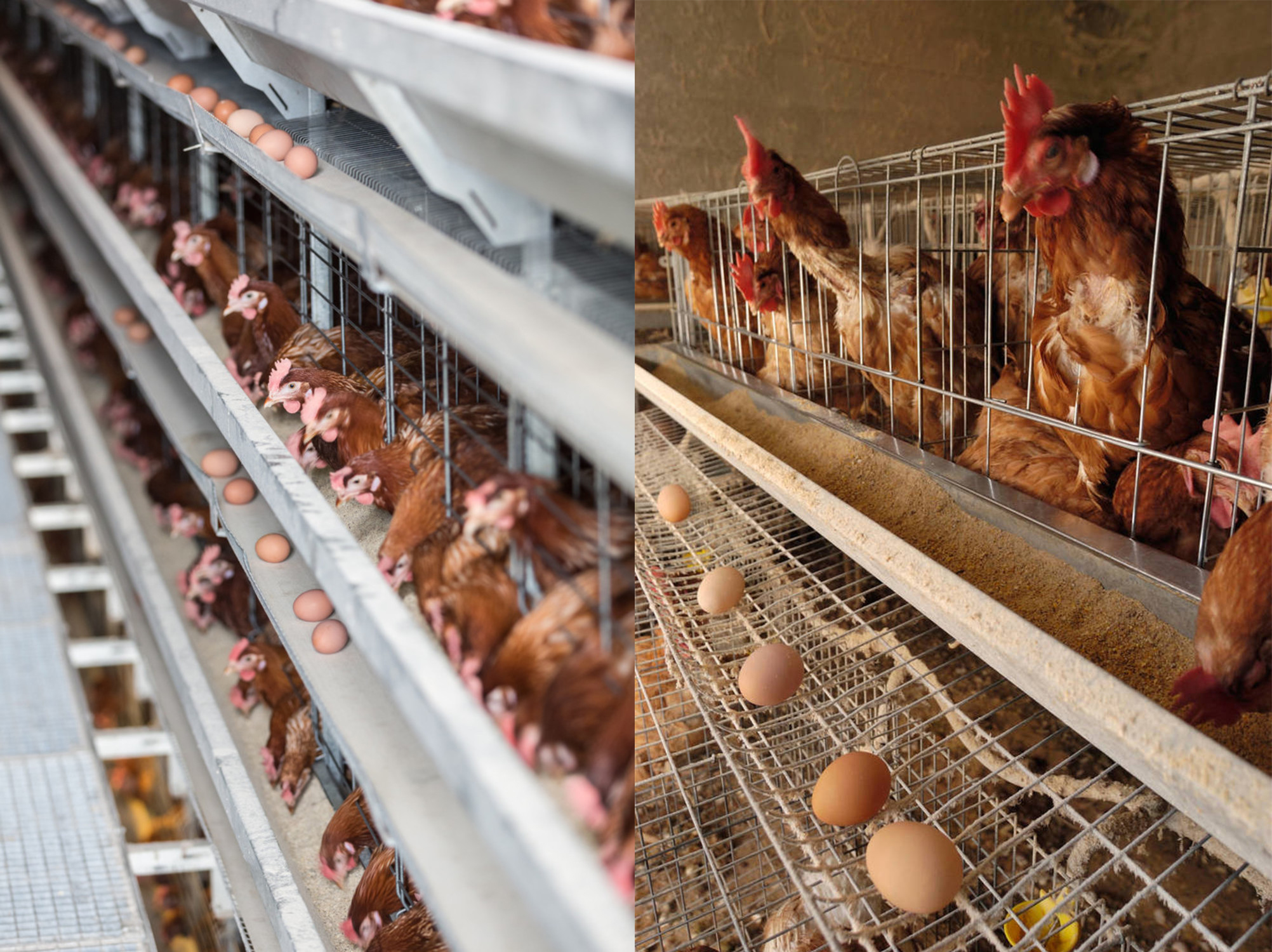 造血产品在蛋鸡生产上的应用——产蛋高峰后期